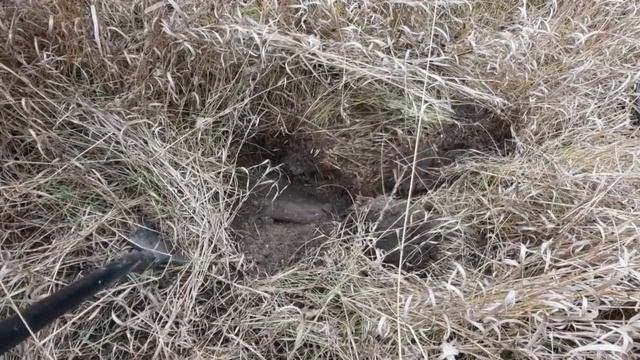 Металлокоп. Закрыли сезон 2020. Юбилейный Кабанчик! смотреть онлайн