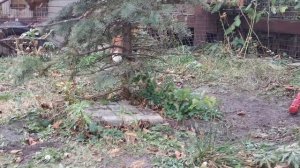 Её хвостейшество - лисичка Фокси Фокс