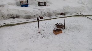 Ловля на тайник. songbird feeding! 👍