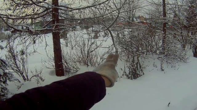 конкуренция деревьев и их поросль дача под Архангельском смотреть онлайн