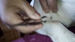 Как вытащить клеща у собаки.