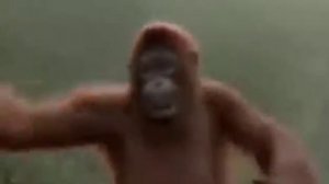 Песня зажигай в субботу про гарилу