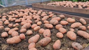 НЕ МОГЛА ПОДУМАТЬ, что КАРТОФЕЛЬ может быть ТАКИМ ВКУСНЫМ!  Нашла СУПЕР УРОЖАЙНЫЙ и ВКУСНЫЙ сорт