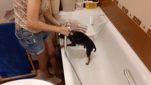 Как купать той терьера или реакция Тоя на купание