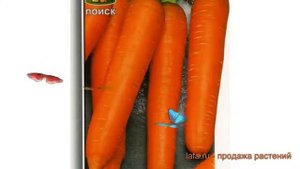 Морковь обыкновенный Роте Ризен (rote rizen) ? обзор: как сажать, семена моркови Роте Ризен