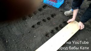 Когда и как сажать лук севок. Чем обработать лук севок перед посадкой.