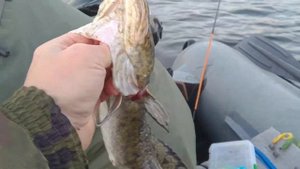 Рыбалка на озере Вуокса на Джиговую снасть. Осень. Окунь, Судак, Щука, Налим.