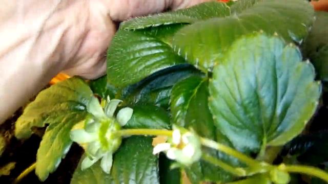Выращивание дома ремонтантная клубника земляника Strawberry на окне 24.09.18. Зацвел Темптейшн.