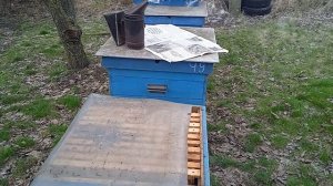 Что делать если нет матки после зимы.