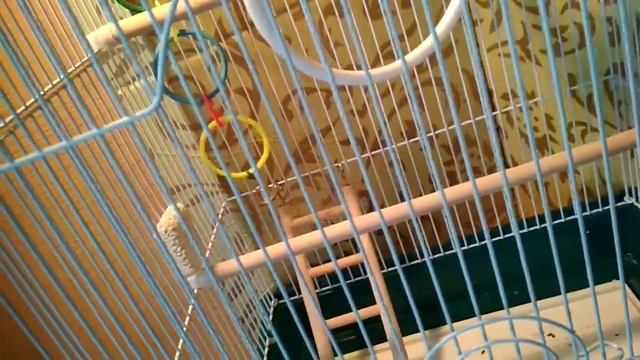 Всё что нужно знать о линьке волнистого попугая смотреть онлайн