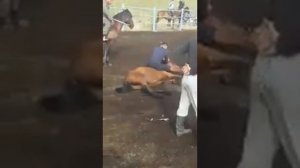 Как казахский джигит укрощает лошадь
