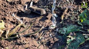 Уборка кукурузы на силос 2021. ООО "Родина", Московская область, г/о Воскресенск. с. Косяково