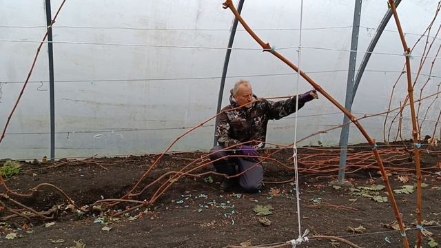 Обрезка старого куста винограда смотреть онлайн