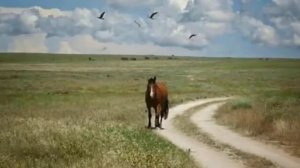 ПОД ОЛЬХОЙ ЗАДРЕМАЛ.