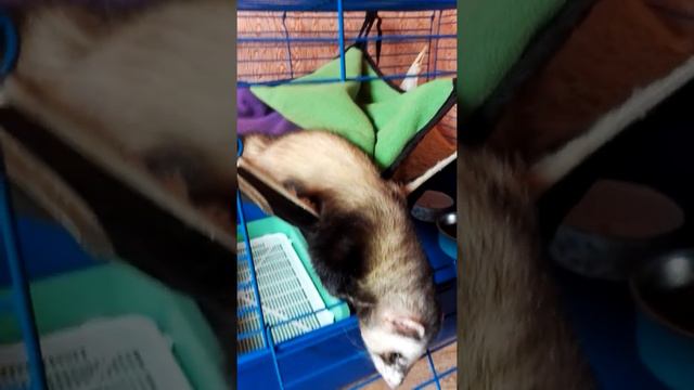 Хорек Жопэн завис..типа сдох смотреть онлайн