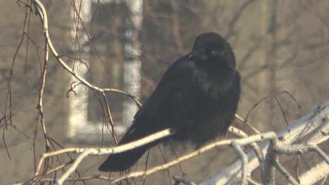вороненок  chick crow