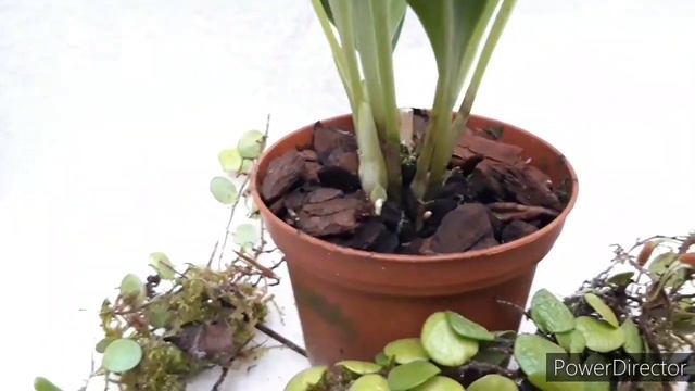 ОРХИДЕИ Масдеваллия.  Masdevallia schroederiana - на кого похожа эта орхидея?