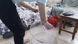 Как посадить Жак,вятерь с одним крылом