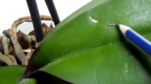 Болезни орхидей фаленопсис Есть вопросы