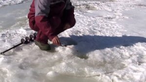 ВЕСЕННЯЯ РЫБАЛКА НА ПЫШМЕ в  ТЮМЕНИ!  . SPRING FISHING ON THE PYSHMA.