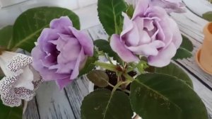 Глоксинии Снежная королева ,Элегия и еще один сеянец.