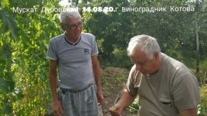 Виноград Мускат Дубовский,виноградник Котова В.И