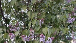 "И пусть кружит голову май, ты держи меня, не отпускай..."