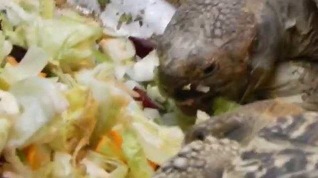 Леопардовая черепаха (Geochelone pardalis) ест смотреть онлайн