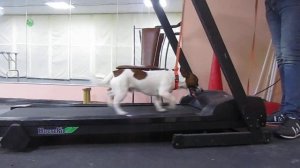 Джек рассел терьер на беговой дорожке