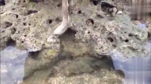 To lure the crab with eels, and the result is unexpected