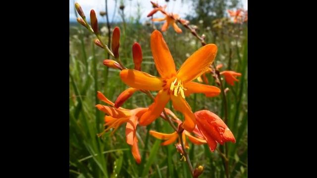 КРОКОСМИЯ,  или  МОНТБРЕЦИЯ  (CROCOSMIA)  сем. Касатиковые