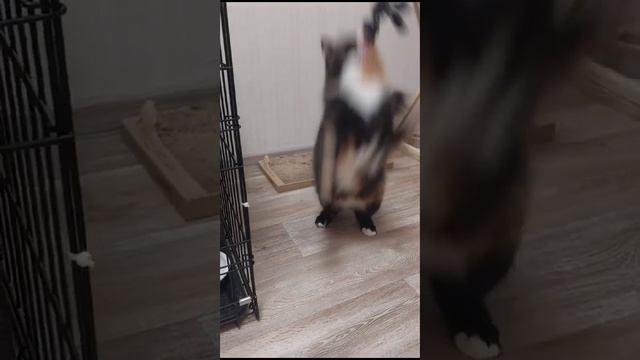 Michiko.ru | Кошка Манула ищет дом. Отдаем бесплатно. Коты в дар в добрые руки. смотреть онлайн