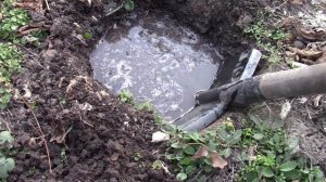 ЖИМОЛОСТЬ КАПРИФОЛЬ.  КАК СФОРМИРОВАТЬ КРАСИВЫЙ КУСТ?