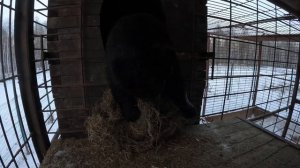 Медведи обиделись.