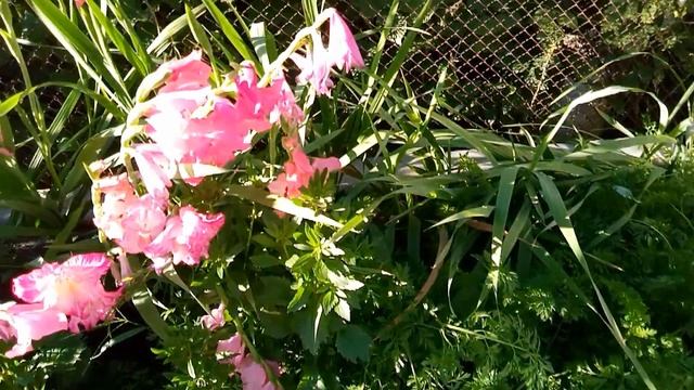 Гибискус садовый. Новинка на участке. смотреть онлайн