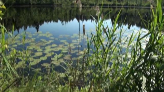 Рыбалка на лесных озёрах Валдая