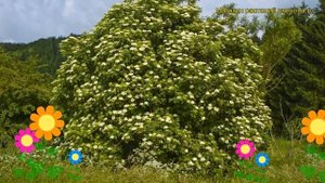 Бузина черная. Краткий обзор, описание характеристик, где купить саженцы sambucus nigra