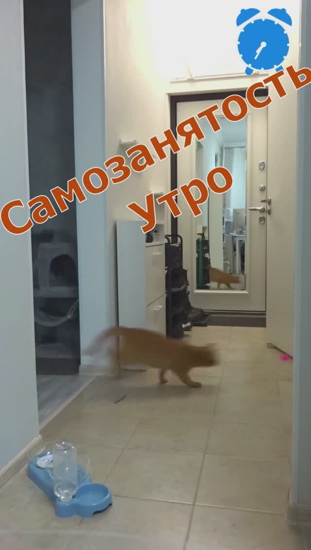 Самозанятый Кот Феня, он же Феникс