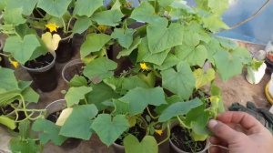 сбор огурца 05 05 21г. Подкормка огурца АКВАРИН 5.