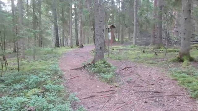 Дары леса, собираем ягоды. смотреть онлайн