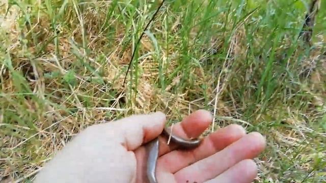 Рептилия Медянка(безлапая ящерица). Хайп по Рептилиуму. смотреть онлайн