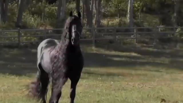 ТОП Самых Красивых СКАКУНОВ; Голоса и звуки животных; Животные вокруг нас; Животные в природе; смотреть онлайн