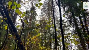 Памятник природы «Лесной массив «Бунина гора»
 #здравствуйте_явашаООПТ