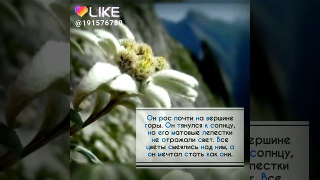 История о скромном горном цветке смотреть онлайн