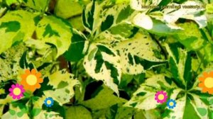 Виноград девичий пятилисточковый Стар Шауэрс. Краткий обзор parthenocissus quinquefolia Star Shower