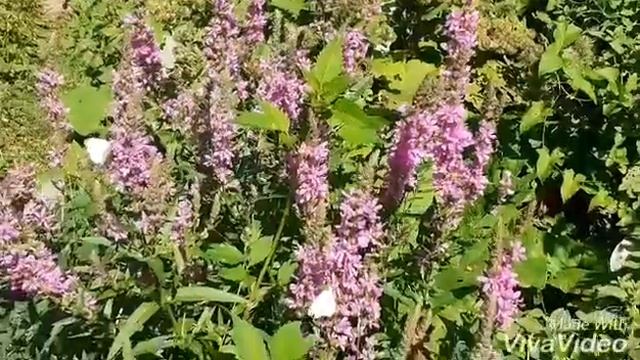 Бабочки белянки, капустницы. Мир насекомых. смотреть онлайн