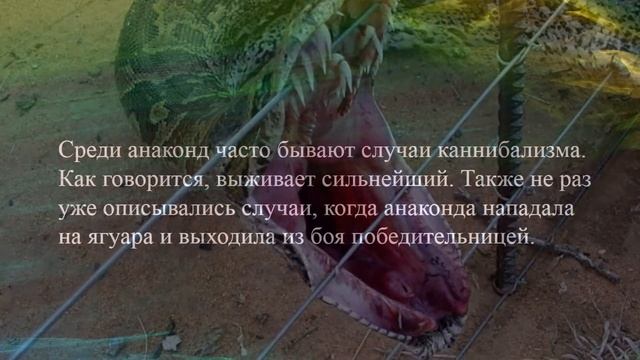 Гигантская анаконда. Любопытные факты смотреть онлайн