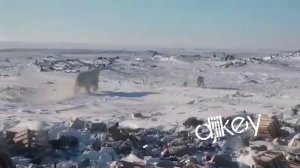 Белый медведь съел медвеженка !