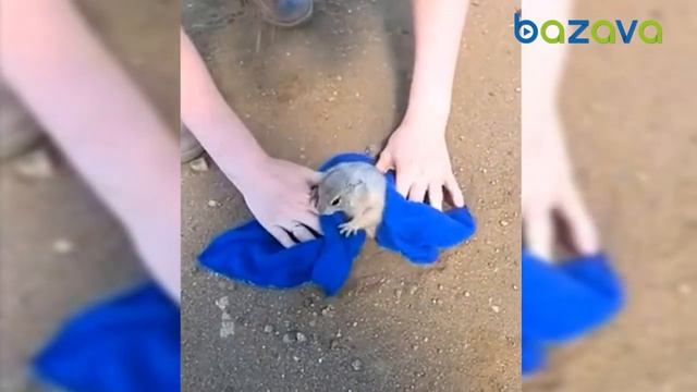 Суслик, который слишком много ел смотреть онлайн