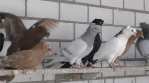 Голуби Сергея работа по селекции.Sergey Pigeons selection work.